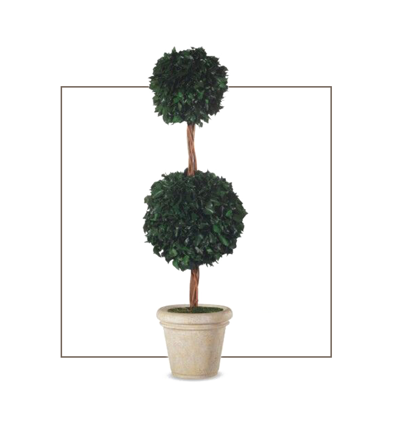 Double Ivy Tree