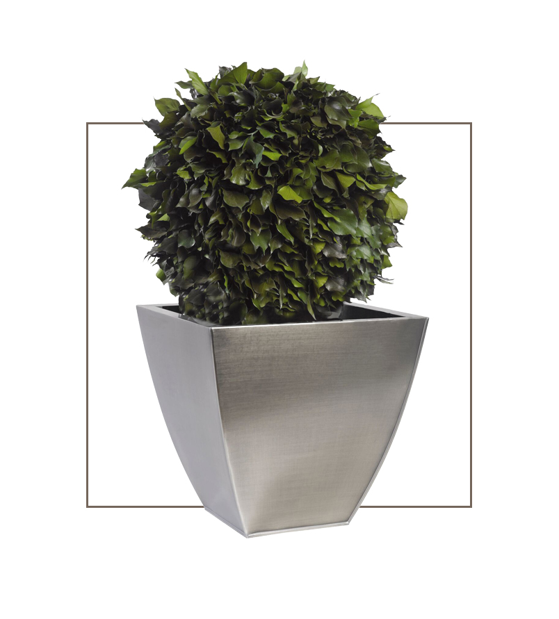 Lierre Globe Forme