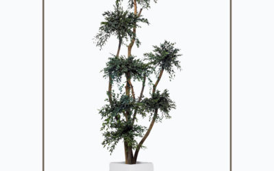 Chinese Elm 5 Globe Arbor