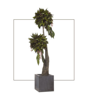 Coco Tree
