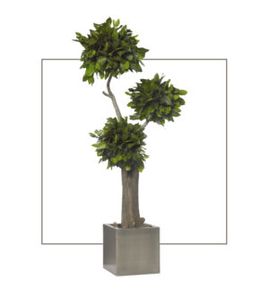 Shallon Tree