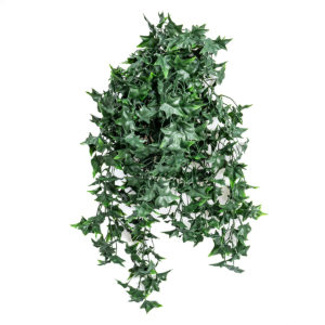 Dark Green Ivy UV