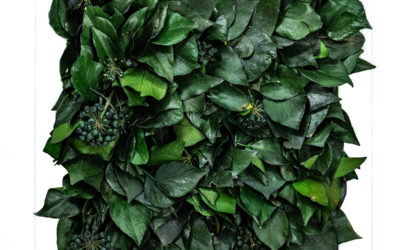 Ivy Frame