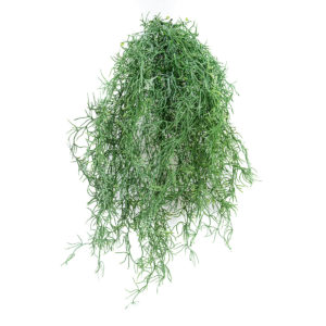 Asparagus Silver