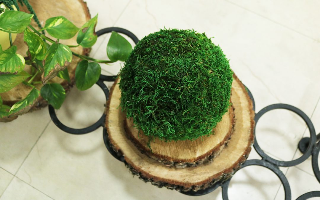 IMG_6090sssssss-1080×675