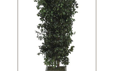 Slim Cottonwood