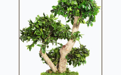 Black Matipo Bonsai