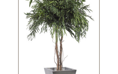Willow Pepper