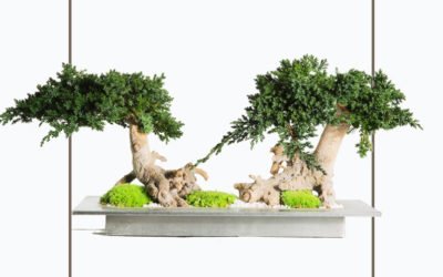 Dual Radix Bonsai