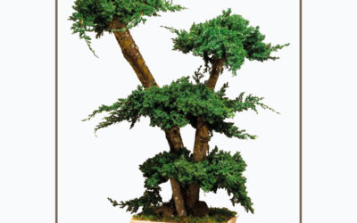 Stoop Bonsai