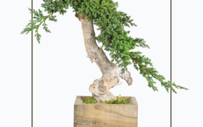 Unique Radix Bonsai