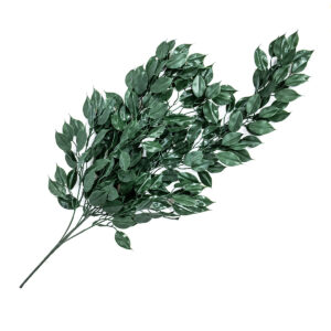 Ficus Puzavac