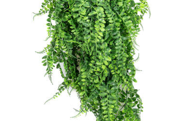 Paprat Puzavica