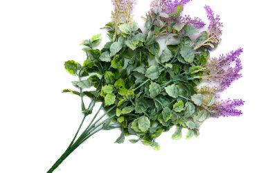 Salvia